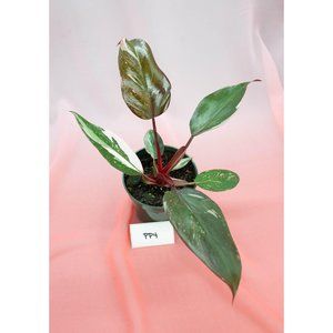 Pink Princess Philodendron 4" US Seller | RARE Pot